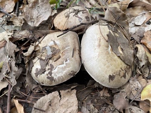Agaricus griseicephalus