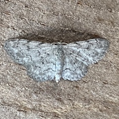 Idaea violacearia