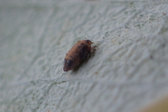 Ctenarytaina eucalypti