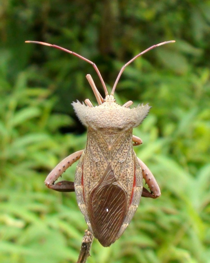 Prionolomia