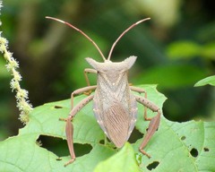 Prionolomia