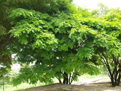 Cenostigma pluviosum peltophoroides