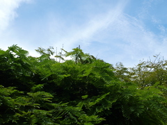 Cenostigma pluviosum peltophoroides
