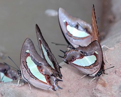 Polyura