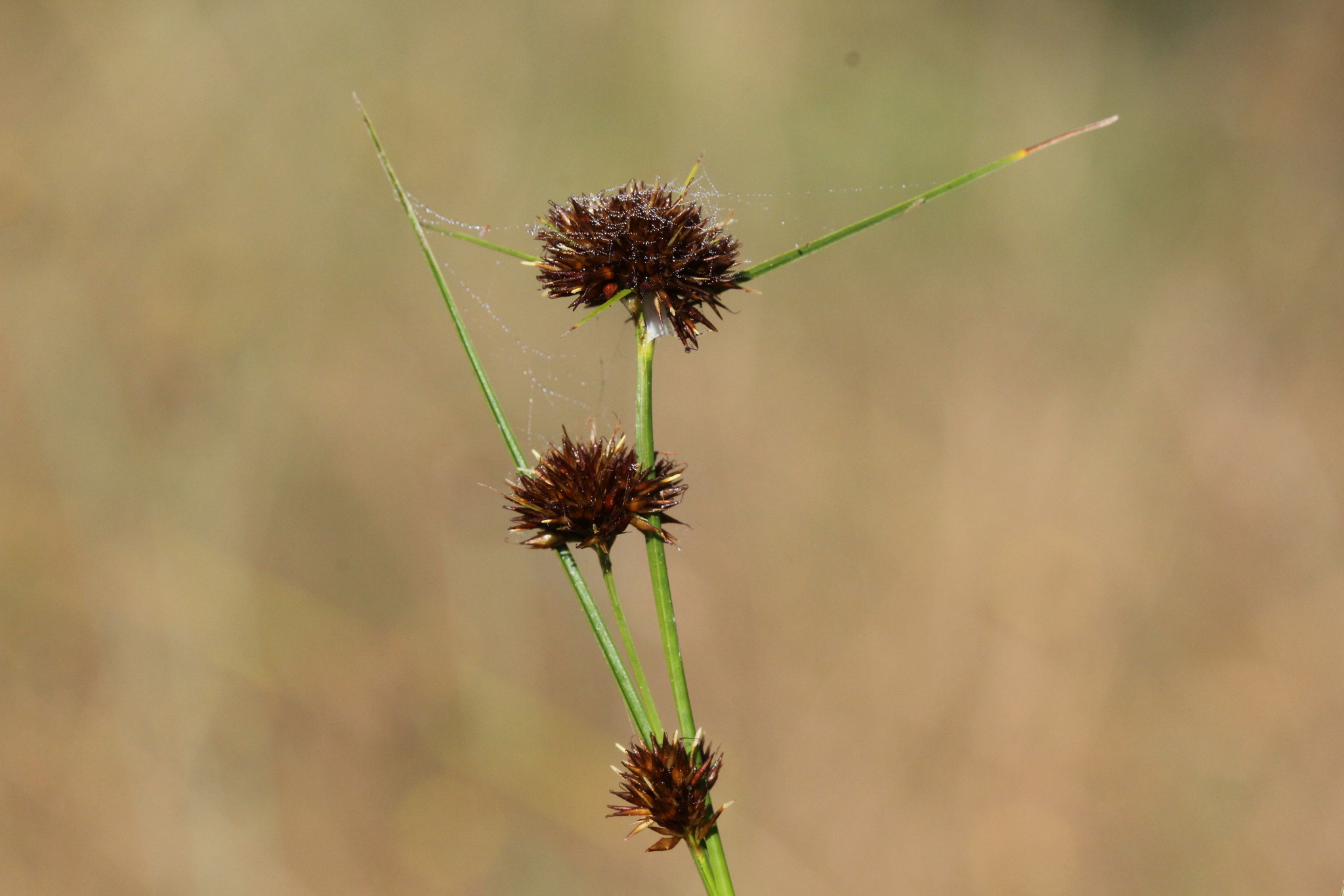 Rhynchospora microcephala