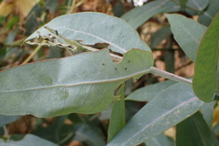Ctenarytaina eucalypti