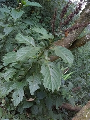 Odontonema callistachyum