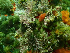 Amphiroa