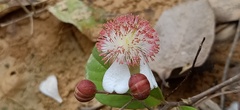 Tetracera indica