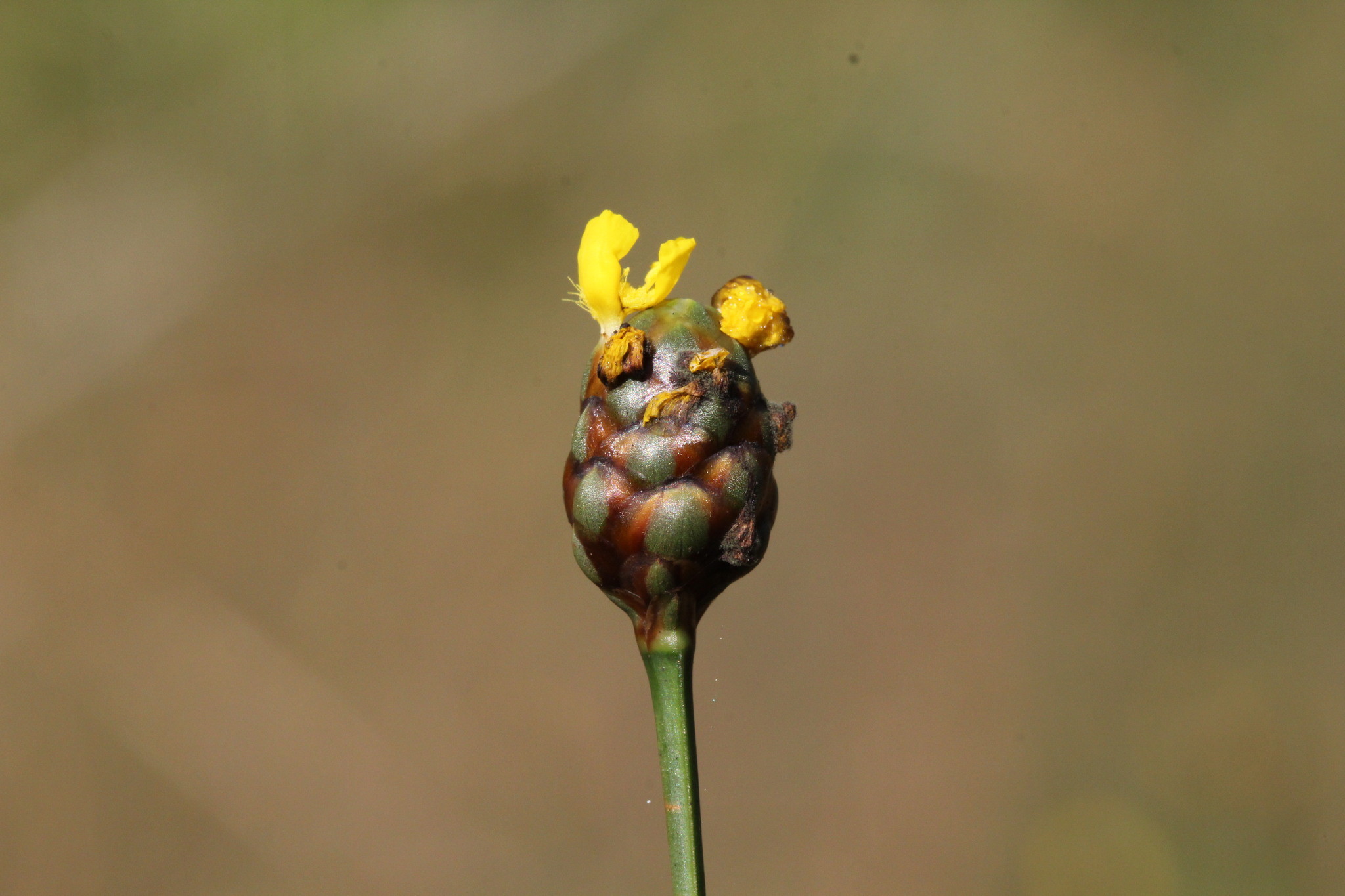 Xyris jupicai