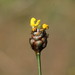 Richard's Yellow-eyed Grass - Photo (c) Tom Bentley, some rights reserved (CC BY-NC-ND), uploaded by Tom Bentley