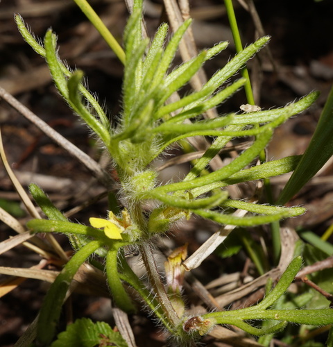 Ground-pine (Ajuga chamaepitys)