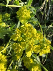 Euphorbia verrucosa
