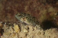 Redigobius macrostoma
