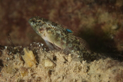 Redigobius macrostoma