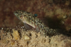 Redigobius macrostoma