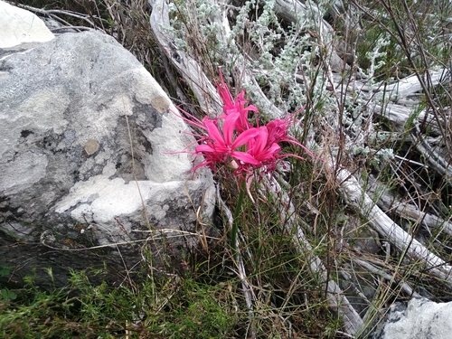 Nerine sarniensis