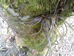 Tillandsia butzii