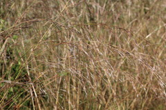 Andropogon brachystachyus