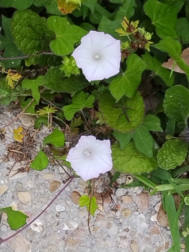 Foto de Sete-léguas