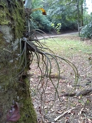 Tillandsia butzii