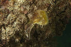 Malleus meridianus
