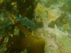 Dichistius