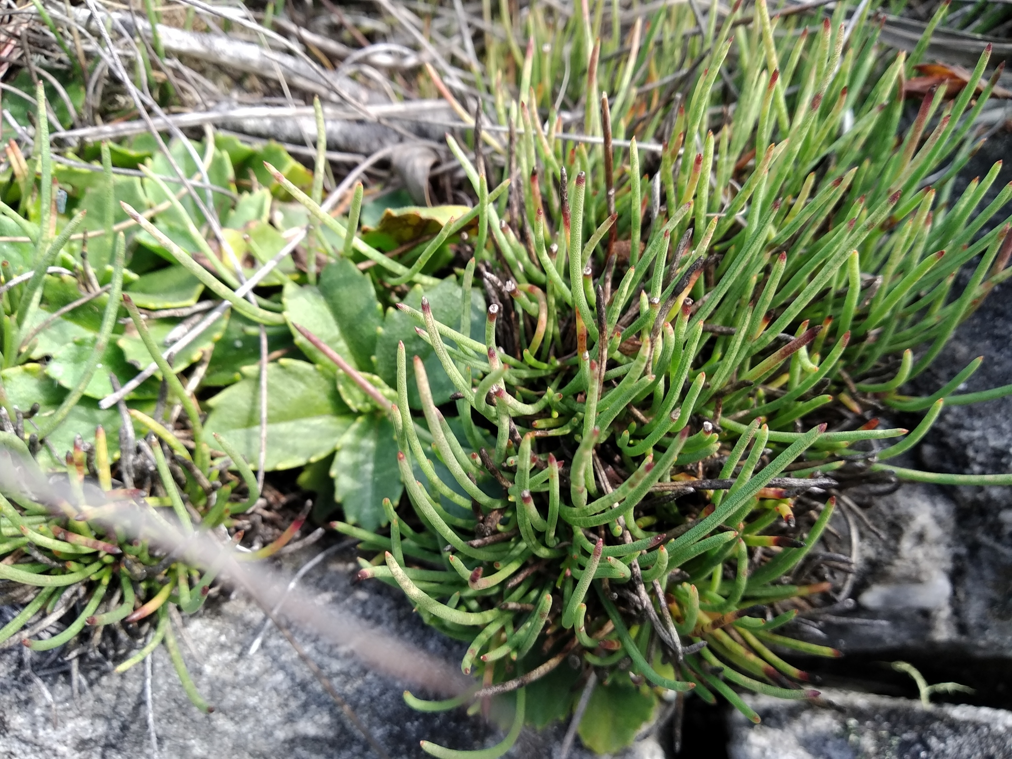 Centella caespitosa