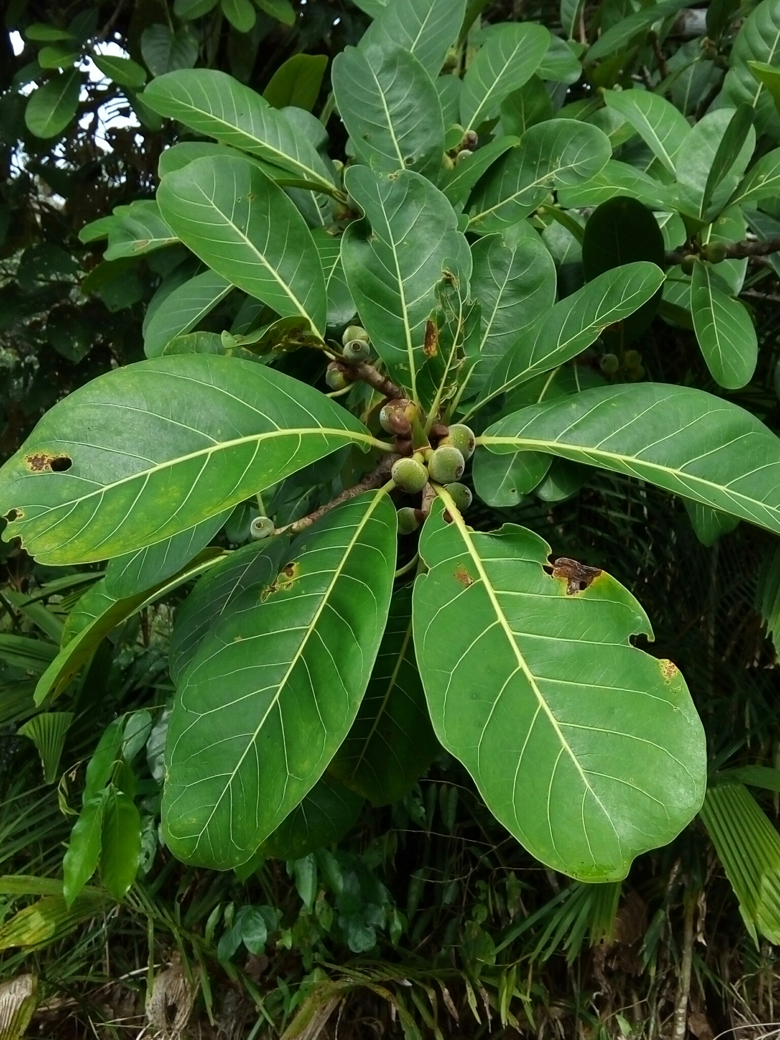Ficus obtusifolia