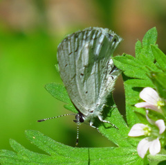 Celastrina ladon