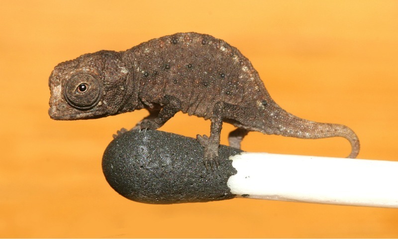 Leaf Chameleon