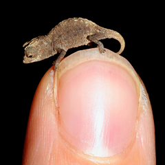Leaf Chameleon photo 2