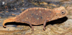 Leaf Chameleon photo 4