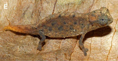Leaf Chameleon photo 5