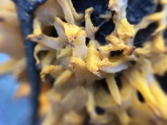 Gymnosporangium clavariiforme