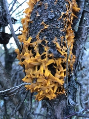 Gymnosporangium clavariiforme