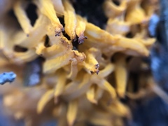 Gymnosporangium clavariiforme