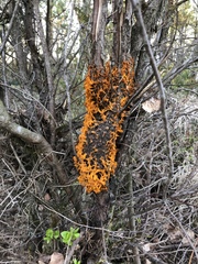 Gymnosporangium clavariiforme