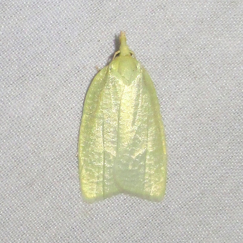 Maple-Basswood Leafroller Moth