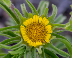 Asteriscus aquaticus