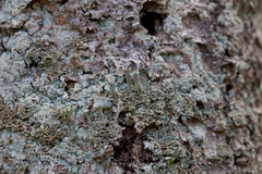 Cladonia cenotea