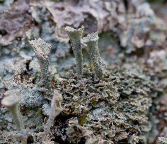 Cladonia cenotea