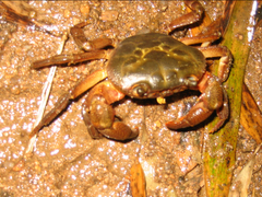 Potamidae