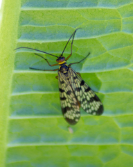 Panorpa meridionalis