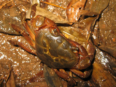 Potamidae