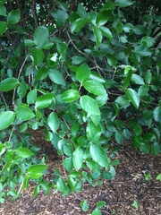 Viburnum × burkwoodii