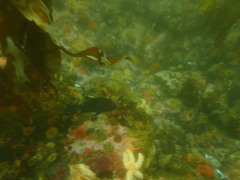 Dichistius
