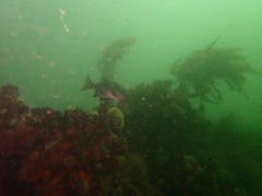 Dichistius