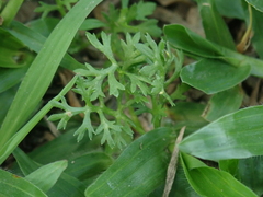 Soliva anthemifolia