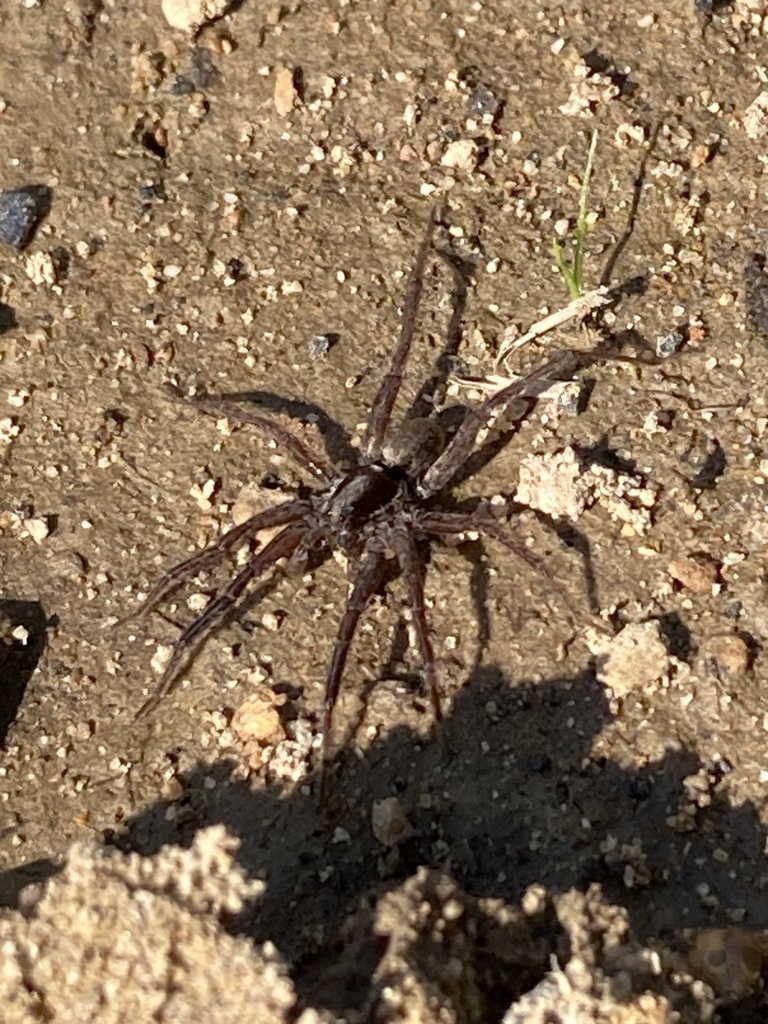 Wolf Spiders from Kingwood, WV, US on April 28, 2024 at 10:35 AM by ...